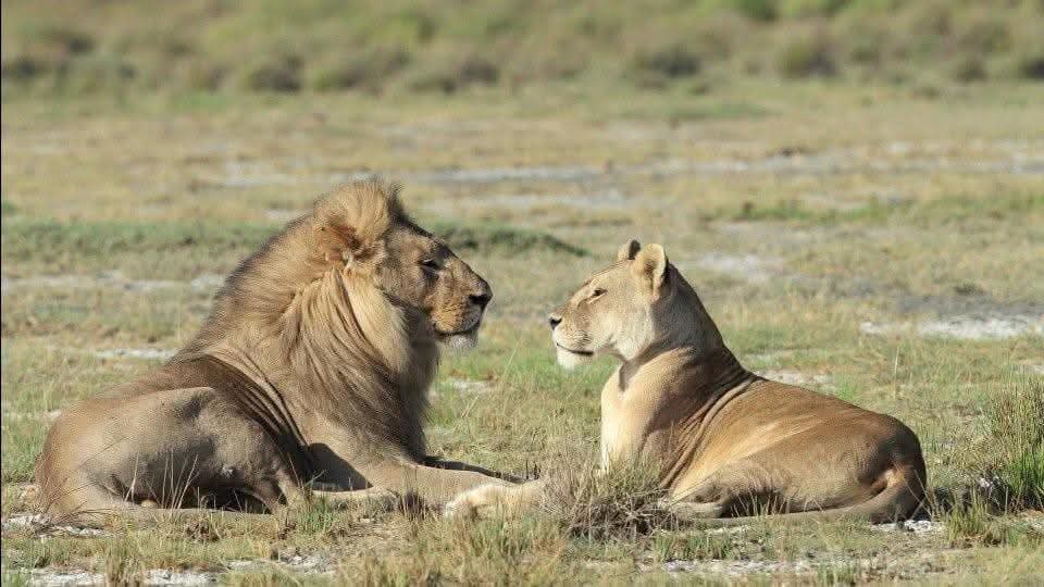 A male and female lion resting together in the savanna