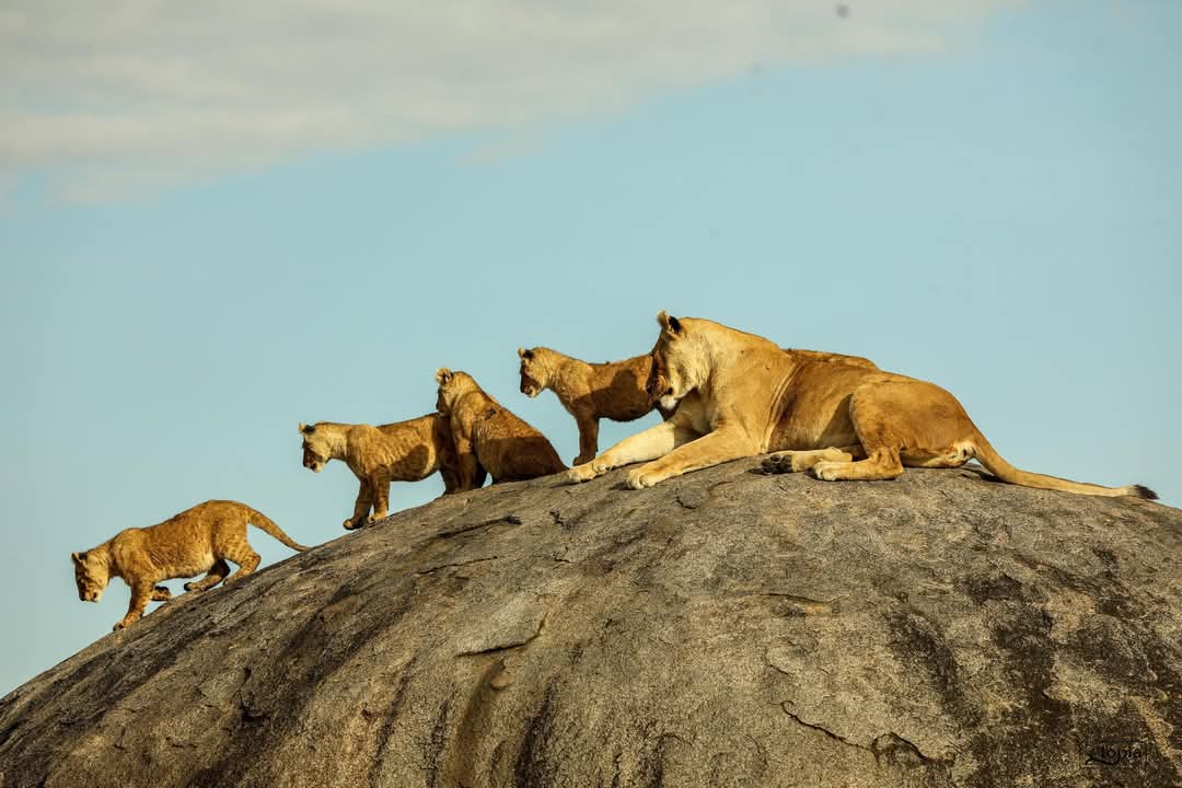 A lioness and her cubs resting on a large rock