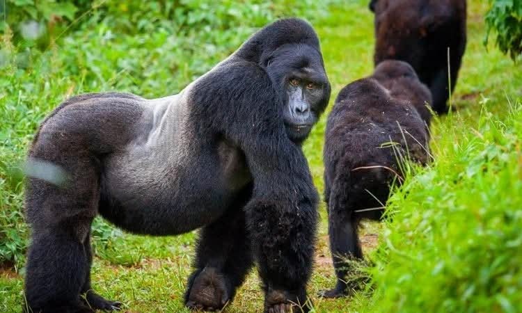A large silverback gorilla in a lush green forest