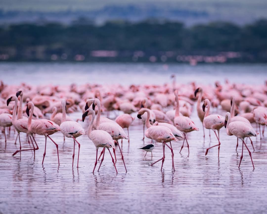 Flock of pink flamingos wading in a lake