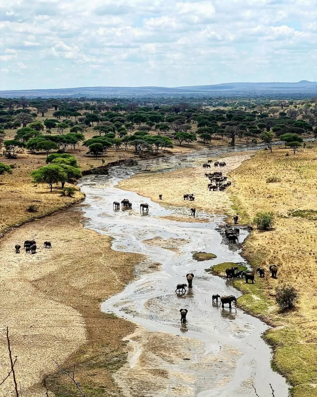 Aerial view of a large herd of elephants crossing a river
