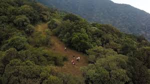 Dense natural forest on the trail up Longido