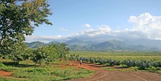 Lush forest trail in the Uluguru Mountains