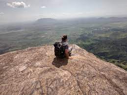 A gorilla in a lush green environment, representing the Usambara forest