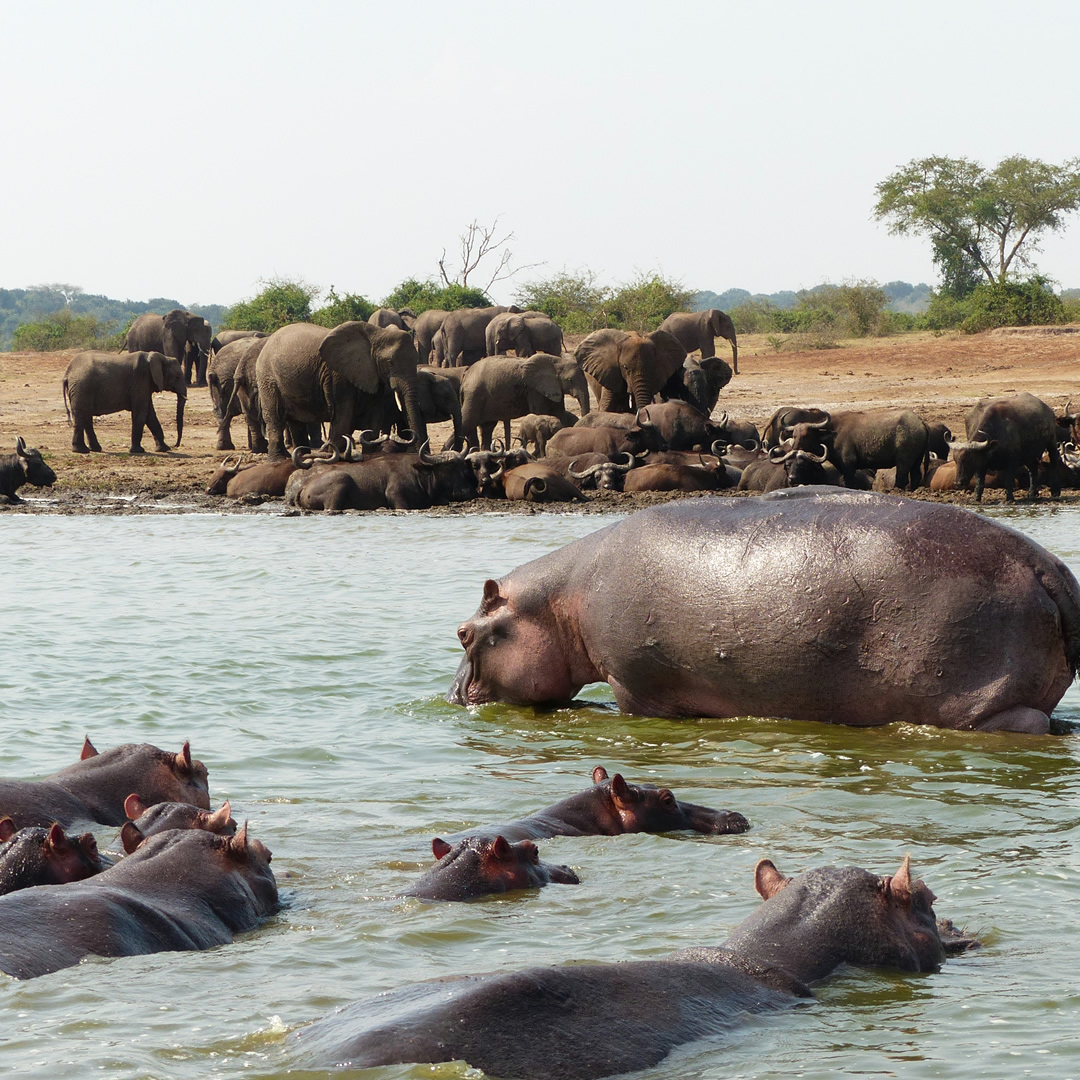 Safari vehicles among a herd of elephants by a river