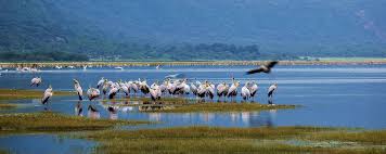 A large flock of pink flamingos wading in Lake Manyara