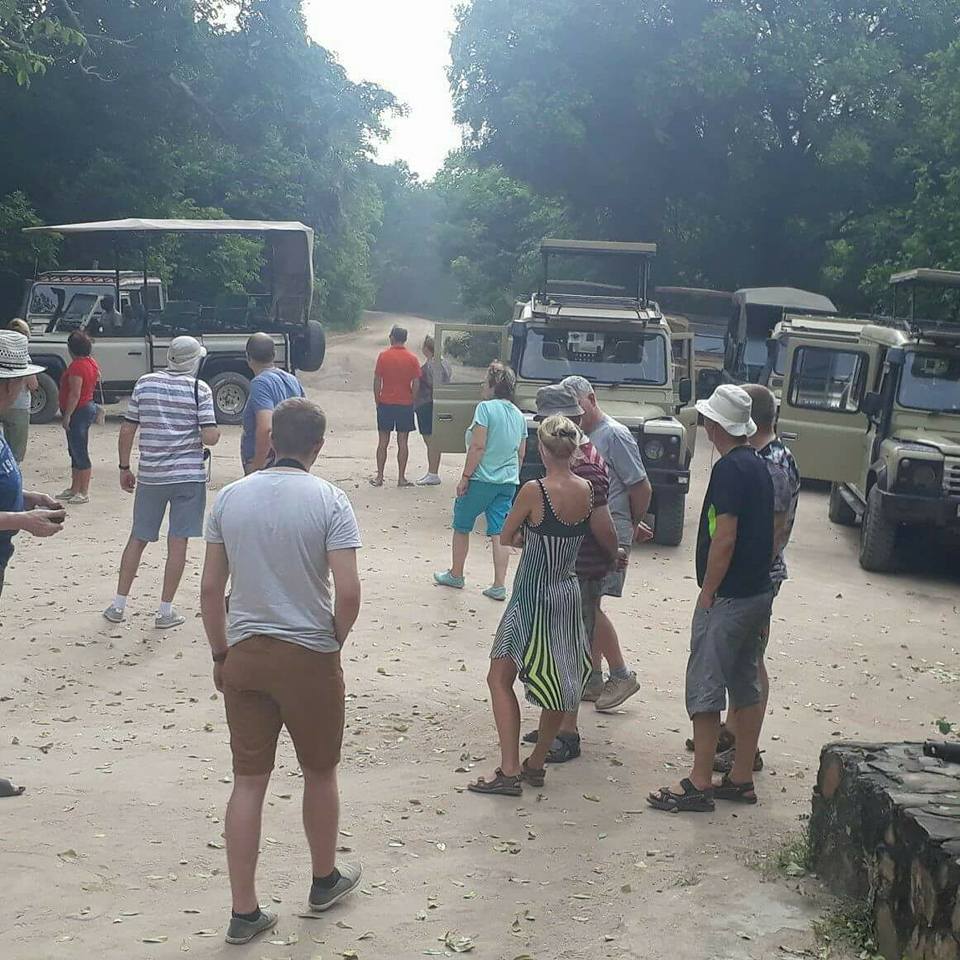 Elephants walking near safari jeeps in Selous Game Reserve