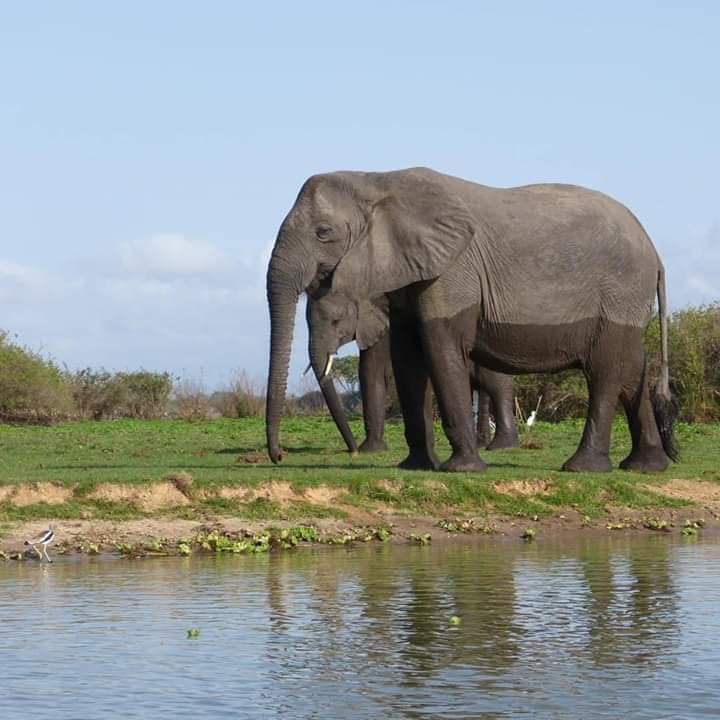 Boat safari on the Rufiji River in Nyerere NP