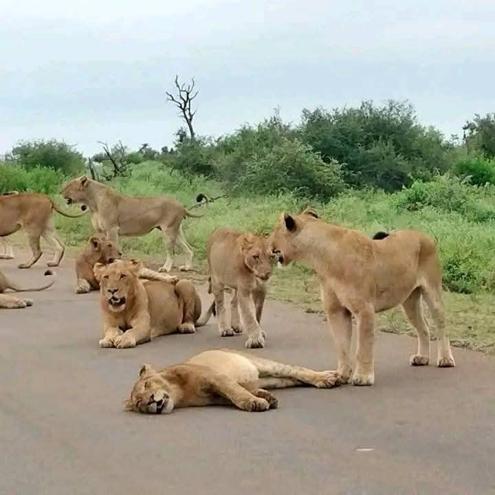 Giraffes in Mikumi National Park