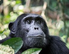 Hippos in a pool in Katavi National Park