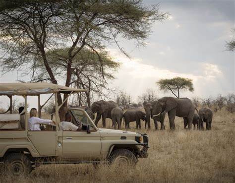 Pink flamingos on a lake, representing the beauty of Lake Tanganyika
