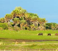 Wildlife on Rubondo Island